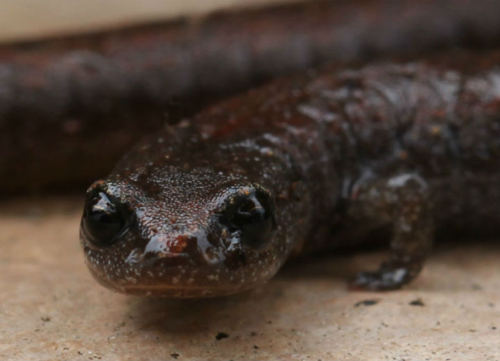 Slender Salamander